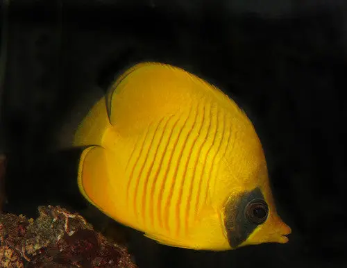Golden Butterflyfish | Chaetodon Semilarvatus Group Of 8 1