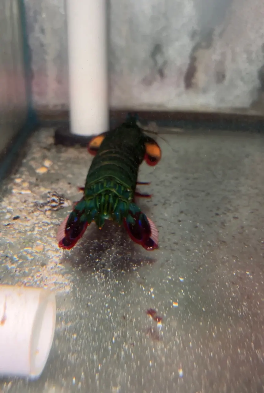 Peacock Mantis Shrimp 1