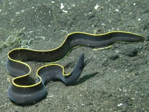 Black Ribbon Eel 1
