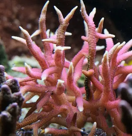 Pink Birdsnest (Seriotopora Hystrix)-2" Frag 1