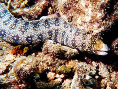 Snowflake Moray Eel-16-18" 1