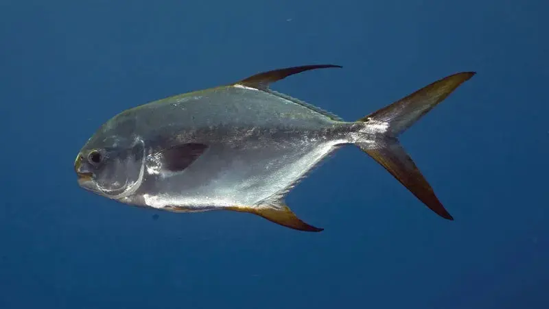 Pacific Pompano (Peprilus Simillimus)-2" 1