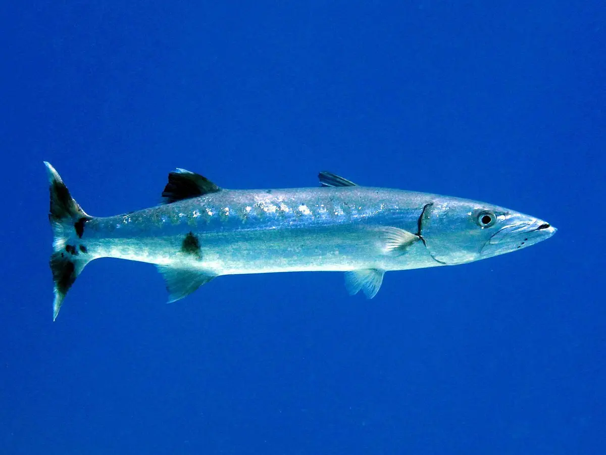Great Barracuda | Sphyraena Barracuda 4-6” 1