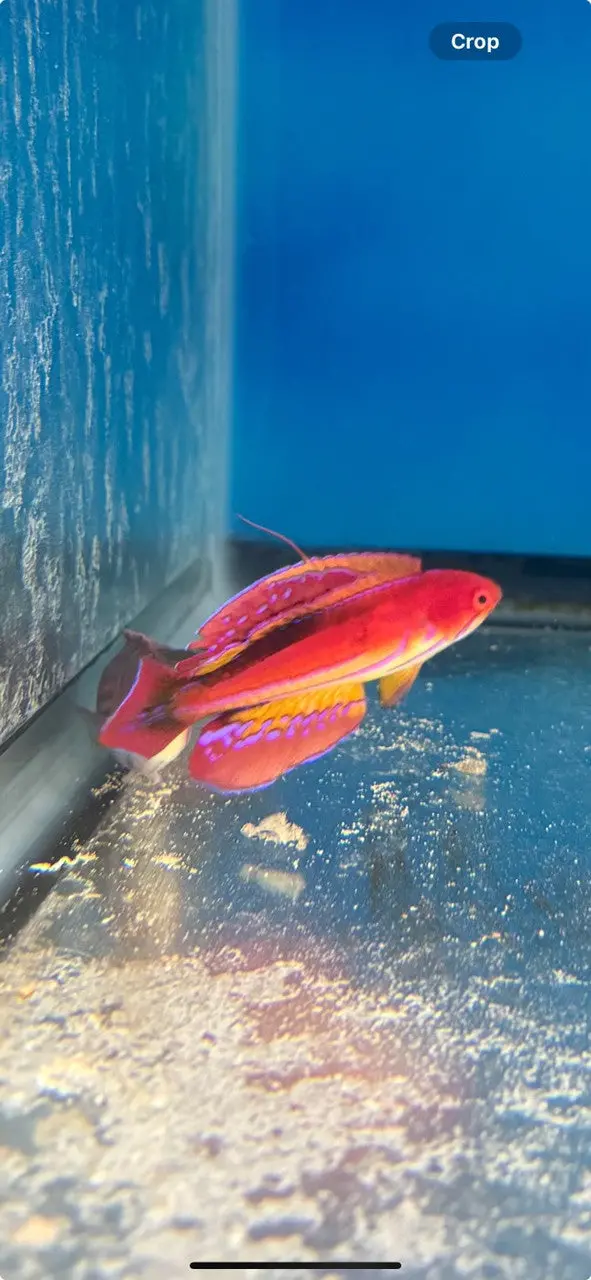 Paracheilinus Attenuatus (3" Super Male) | Diamond Tail Flasher Wrasse 1