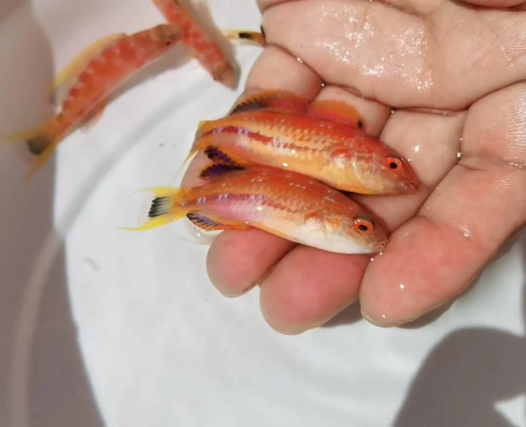 Squires Fairy Wrasse (Cirrhilabrus Squirei)-Female 1