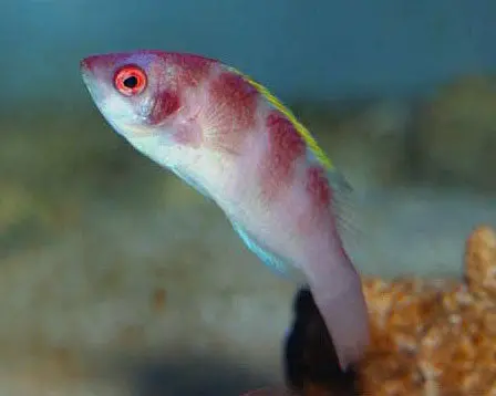 Yellowfin Fairy Wrasse 1