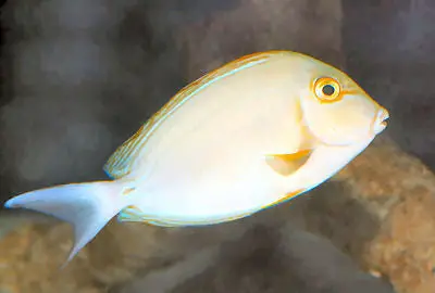 Yellowfin Surgeon-Tahiti (4") 1