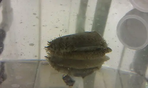 Philippine Abalone 1