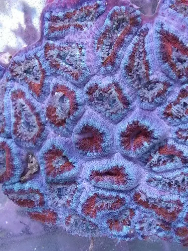 Acan Lord Coral (Acanthastrea Lordhowensis)-Colony 1 1