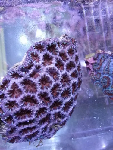 Acan Lord Coral (Acanthastrea Lordhowensis)-Colony 2 1