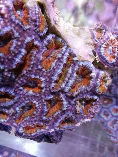 Acan Lord Coral (Acanthastrea Lordhowensis)-Colony 3 1