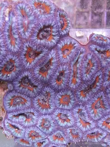 Acan Lord Coral (Acanthastrea Lordhowensis)-Colony 4 1