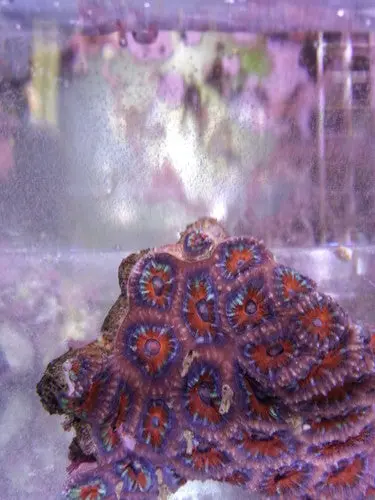 Acan Lord Coral (Acanthastrea Lordhowensis)-Colony 5 1