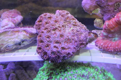 Acan Brain Coral (Acanthastrea Echinata) 1