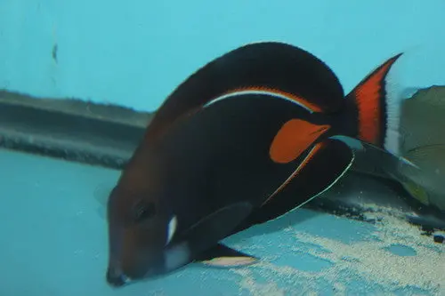 Achilles Tang |Acanthurus Achilles | 4" 1