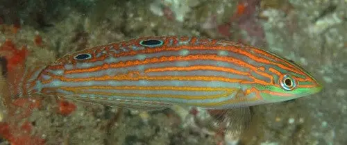 Adorned Wrasse (Halichoeres Cosmetus) 1