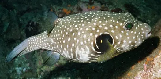 Stars And Stripes Pufferfish 3” 1