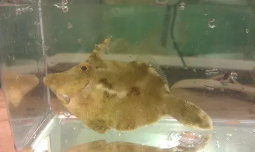 Matted (Aiptasia Eating) Filefish-Acreichthys Tomentosus 1