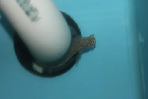African Red Fin Algae Blenny (3-4") 1