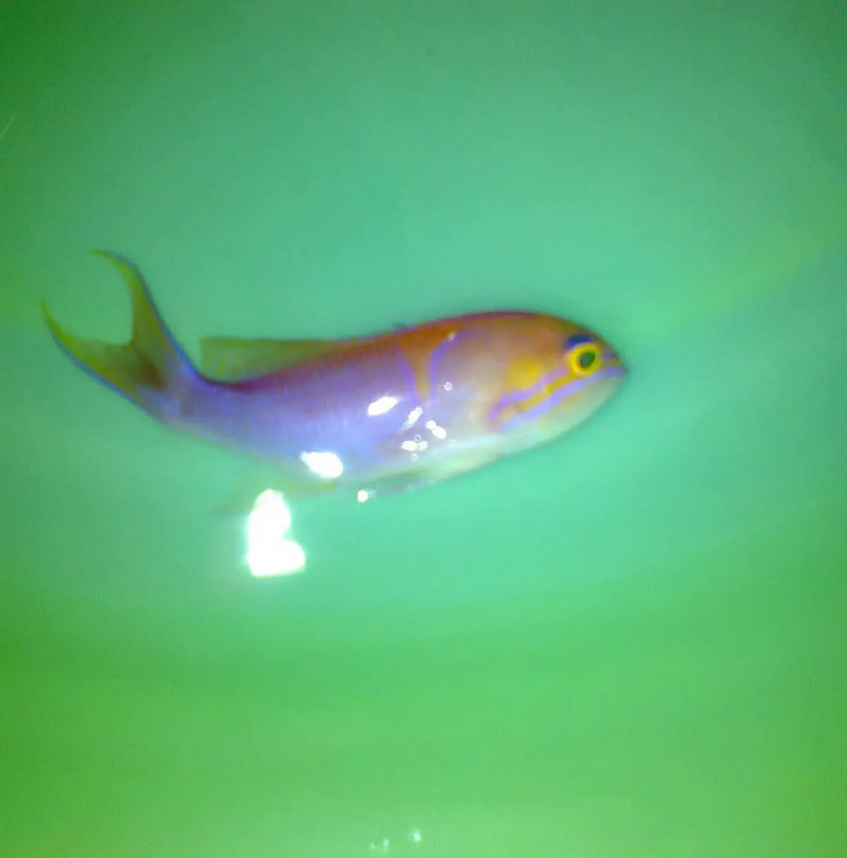 Charlene's Anthias, Pseudanthias Charlenae (Female) 1