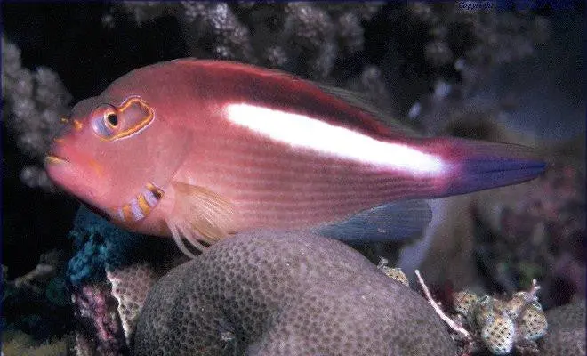 Arc-Eye Hawkfish 1
