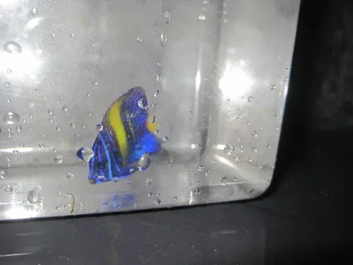 Asfur Angel (Red Sea)  3" Juv 1