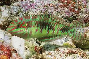 Pink Belly Wrasse 1