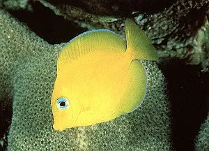 Atlantic Blue Tang (Juv 1-2") 1