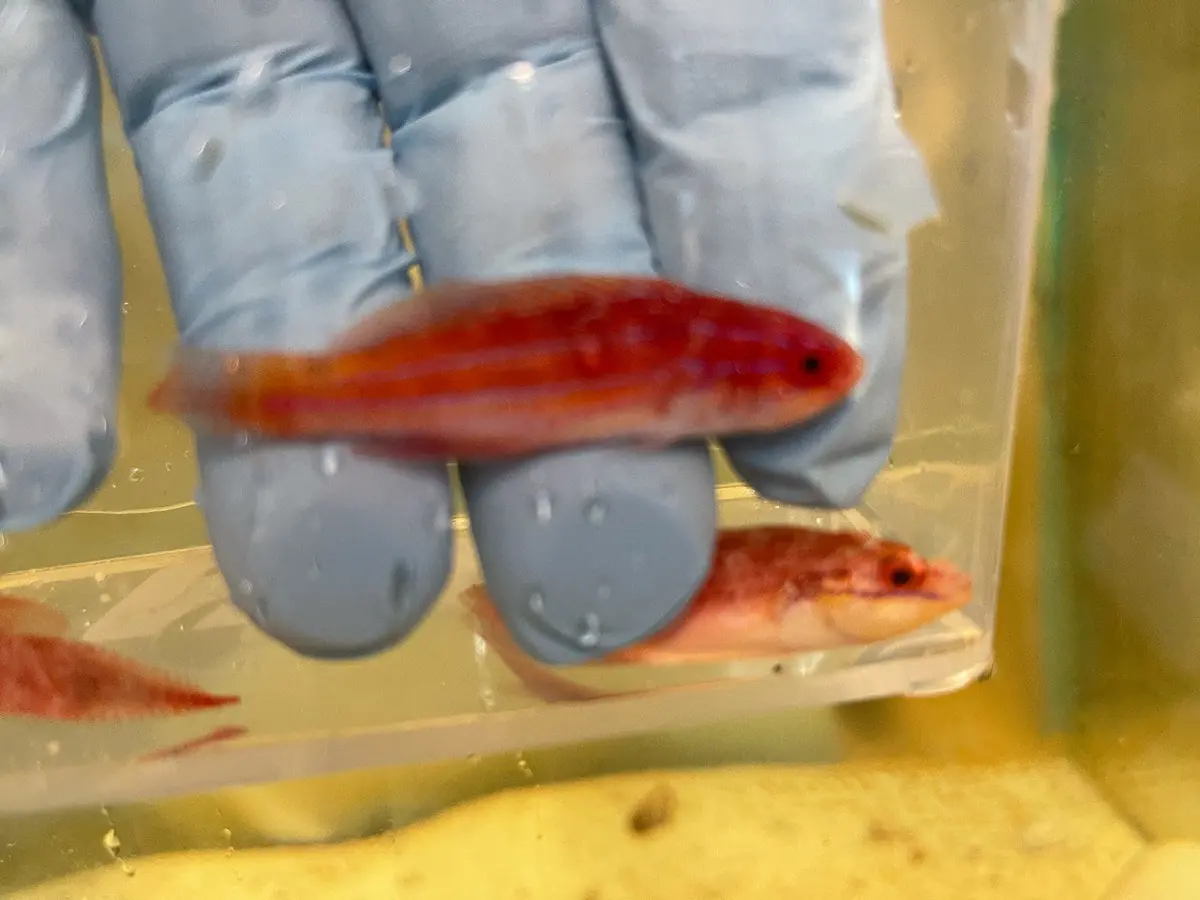 Paracheilinus Attenuatus (Diamond Tail Flasher Wrasse)-Submale 1