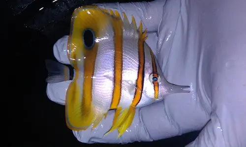 Australian Copperband Butterfly (4-5") 1