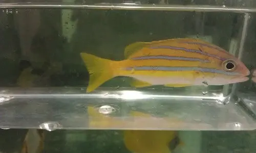 Blue Stripe Snapper- 10 Inch 1