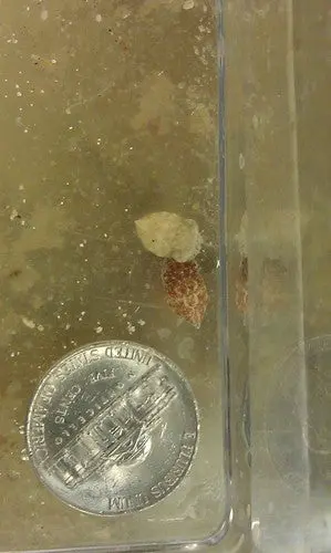 Cuttlefish Baby (1/4") 1