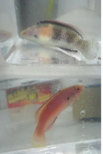 Balteatus (Girdled) Fairy Wrasse-Pair 1