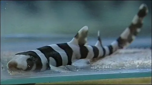 Brown Banded Bamboo Shark 14" 1