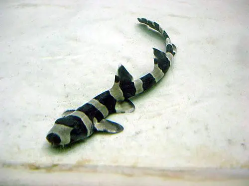Brown Banded Bamboo Shark 16" 1