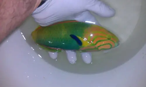 Hawaiian Banana Wrasse (4"+) 1