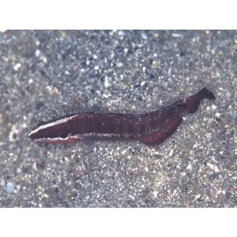 Banded Longfin Basslet 1
