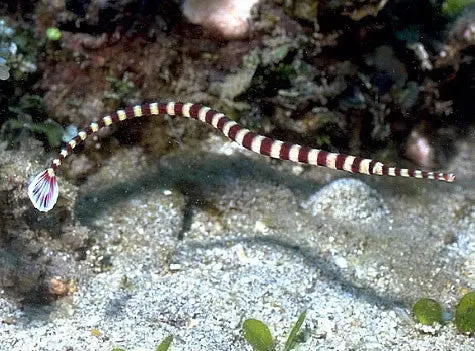 Banded Pipefish 1