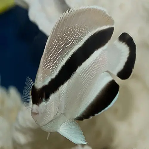 4” Bandit Angelfish (Hawaii) 1