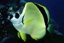 Blacknosed Butterflyfish (Barberfish) 2" 1