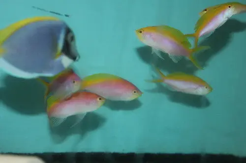Bartlett's Anthias | Pseudanthias Bartlettorum 1