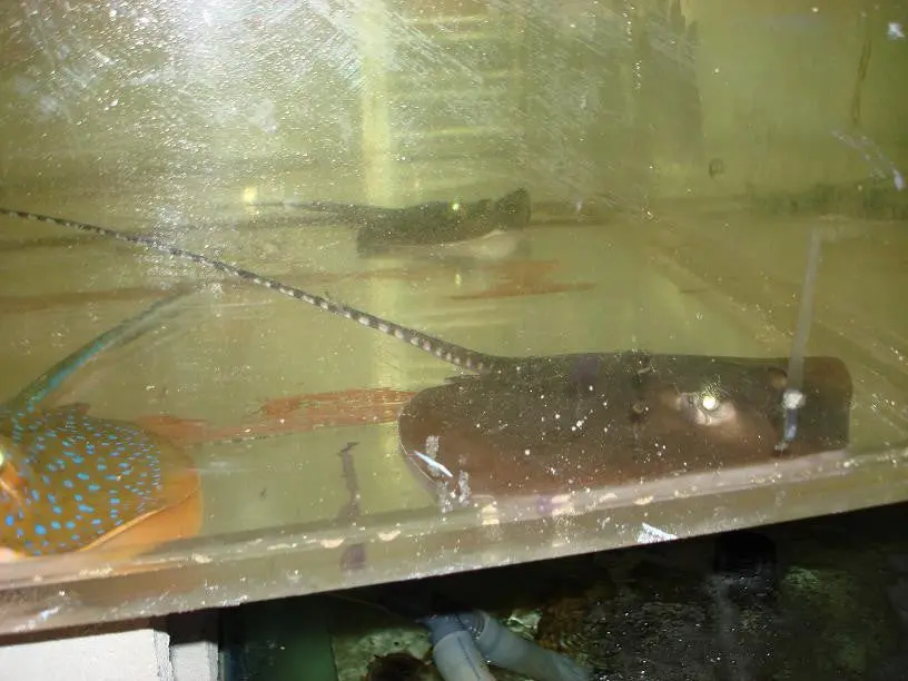 Butterfly Stingray 1