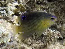 Beaugregory Damsel 1