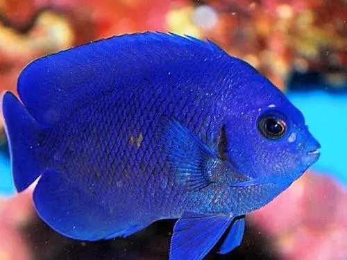 Blue Midnight Pygmy Angel - Centropyge Deborae 1