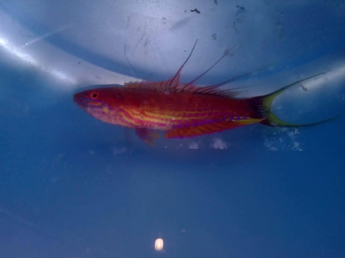 Bell's Flasher Wrasse Female ( Paracheilinus Bellae ) 1