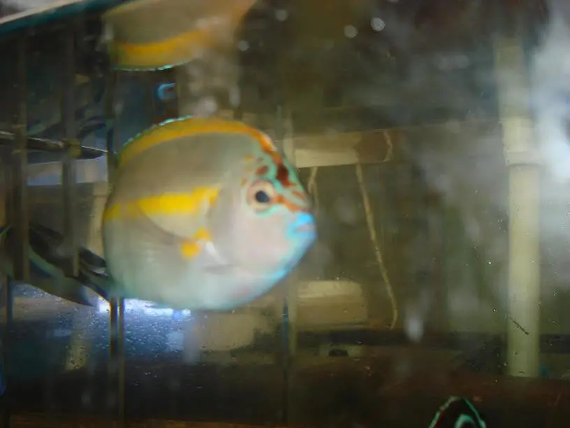 Bellus Angel - Male 1