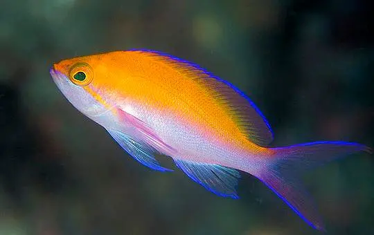 Bicolor Anthias 1
