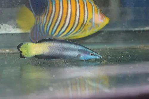 Multicolofr Cleaner Wrasse 1