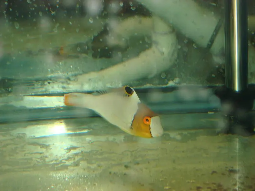 Bicolor Parrotfish 1