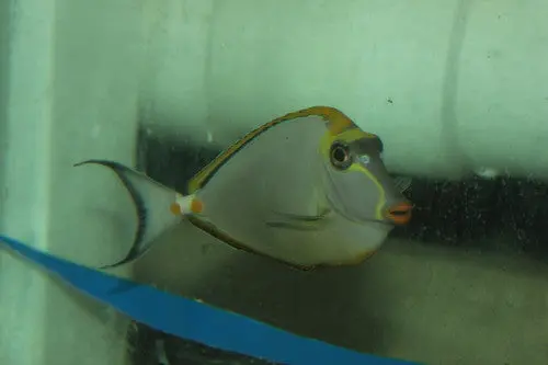 Blonde Naso Tang  (5” Male) 1